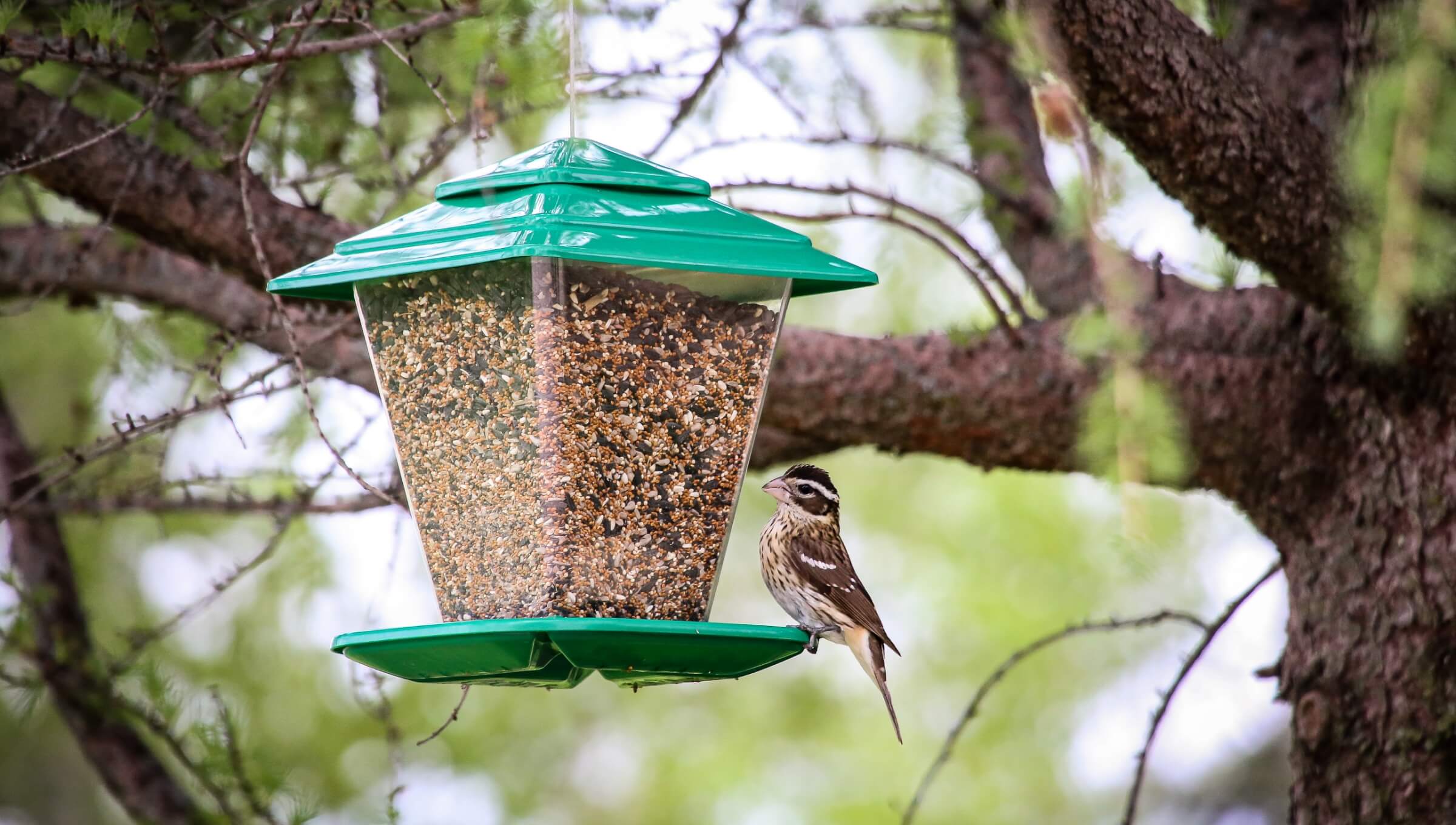 Make a bird feeder
